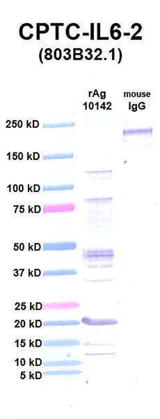 WB using DSHB antibody CPTC-IL6-2 against IL6 (rAg 10142) in lane 2. Lane 1 is MW standards. Lane 3 is mouse IgG as controntrol. Image credit: NCL Clinical Proteoteomic Technologies for Cancer. 